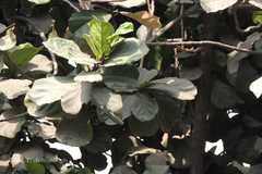 Ficus lyrata